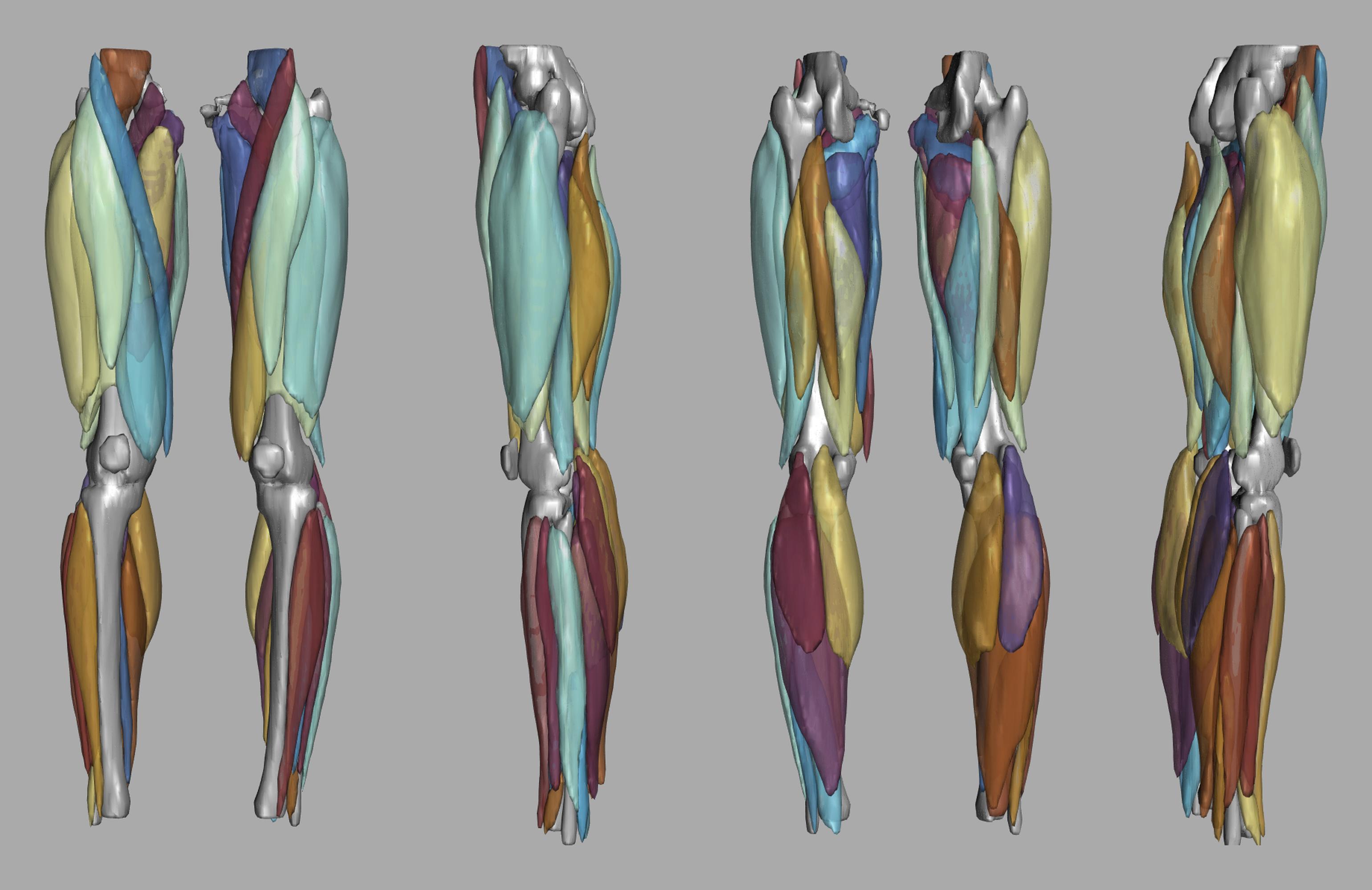 3D render of automated muscle segmentation labels generated using a CNN UNET.